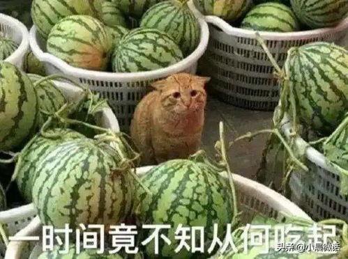 安州吃瓜,揭秘当地特色美食背后的故事