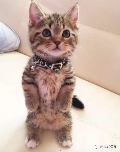 明星叫小猫是谁,闪耀星途的璀璨新星