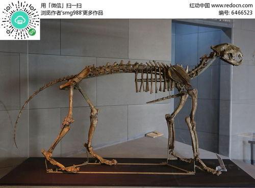 网红骨架图,时尚潮流背后的骨骼美学