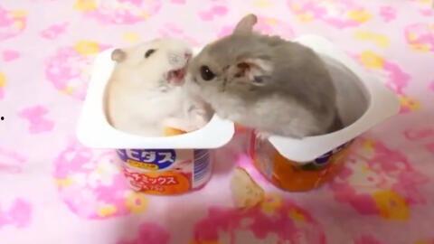 娱乐吃瓜酱鼠,揭秘娱乐圈那些不为人知的幕后故事