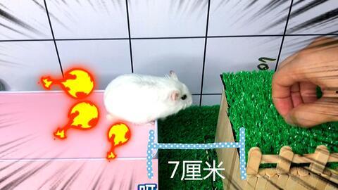 娱乐吃瓜酱鼠,揭秘娱乐圈那些不为人知的幕后故事