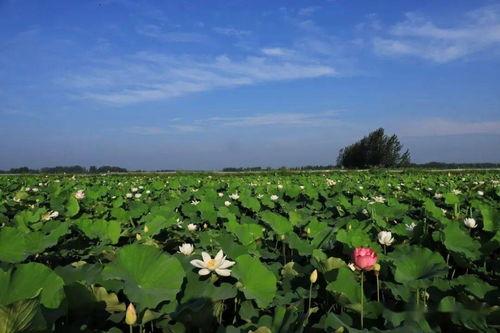 吃瓜大事件曹县,吃瓜大事件背后的故事与启示