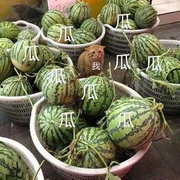 娱乐吃瓜在国外火不火了
